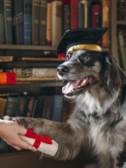 Grad Cap With Scroll Dog Toy