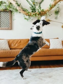 Eagle Dog Toy -Fashion Home Store D6084E1A A178 49A7 8040 D1670C8EDFFA