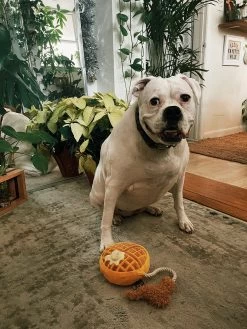 Chicken & Woofles Dog Toy -Fashion Home Store image 0e2237f2 6bc5 44e1 a679 fde6a290affa