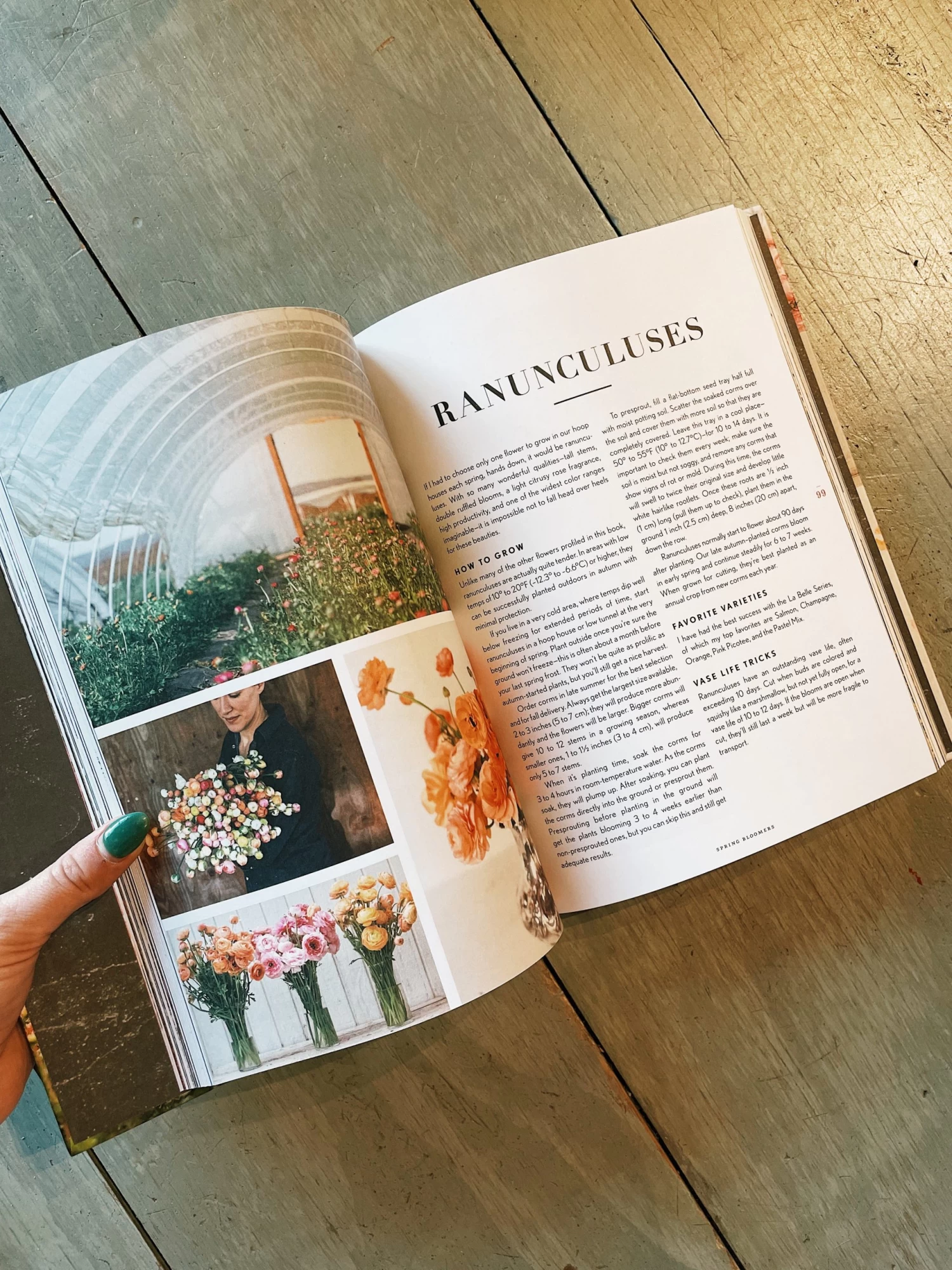 Chronicle Books Cut Flower Garden 3 Chronicle Books Cut Flower Garden - Image 3